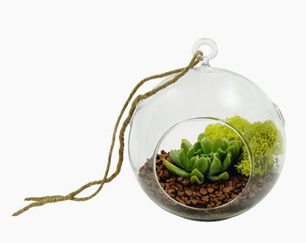 DESERT OASIS SUCCULENT terrarium globe- succulent terrarium, hanging terrarium, home decor, gift for any occasion, father's day,hostess gift