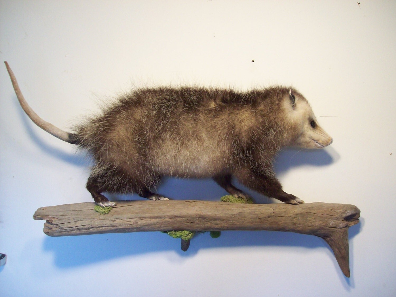 opossum taxidermy wall mount by coffinhunter13 on Etsy