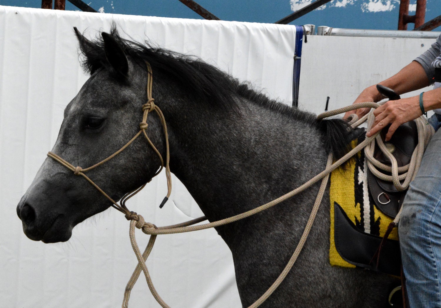 1/2 Rope Reins Roping Reins Split Rope Reins Mecates.