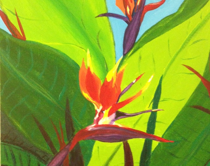 Birds of Paradise in Bloom