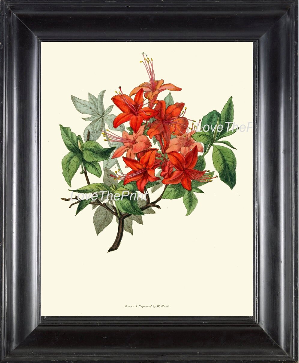 BOTANICAL PRINT Clarke Botanical Art Print 29 Azalea