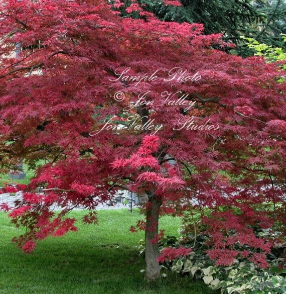5 Seeds Red Japanese Maple Bloodgood Stock Bonsai Tree Perfect for