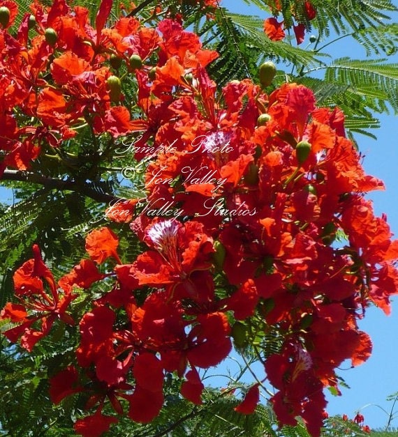 7 Seeds Flame Tree From Madagascar Stunning Red Flower ...