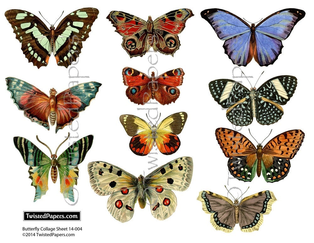 VICTORIAN BUTTERFLIES 11 Nature Illustrations Hi Res jpg and