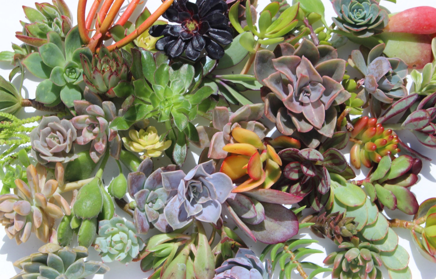 succulent cuttings 40 succulent clippings succulents succulent succulent cuttings 40 succulent clippings succulents succulent
