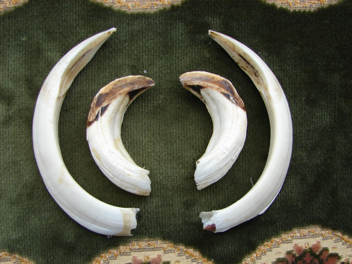 Set of 4 Real Wild Boars' Large Tusk Genuine East Europe