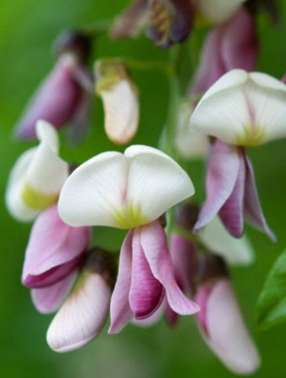 Eves Necklace Tree Sophora affinis Pink Sophora Tree Native