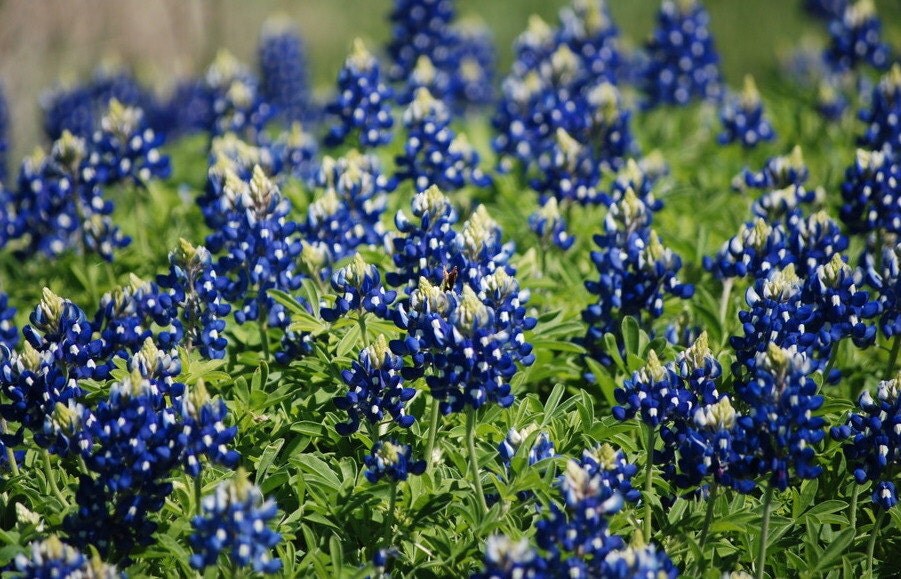 400 Bulk Bluebonnet Seeds Texas Heirloom by BeanAcresSeeds