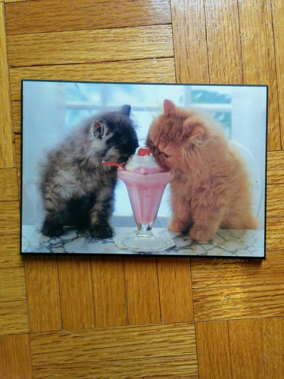 cats drinking milkshake persian squish nose orange by BambooBimbo