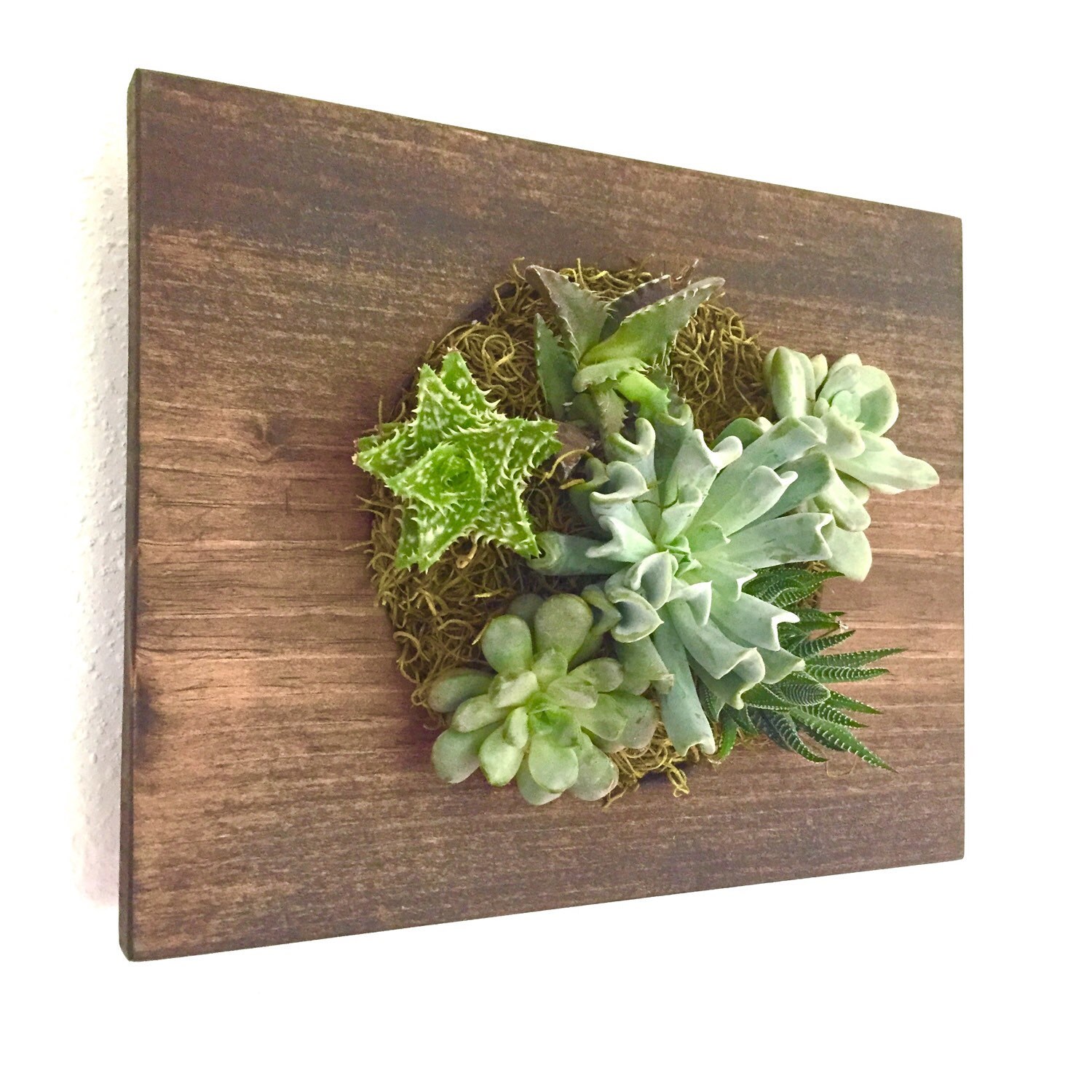 CUSTOM COLOR Circle Succulent Cacti Vertical Garden