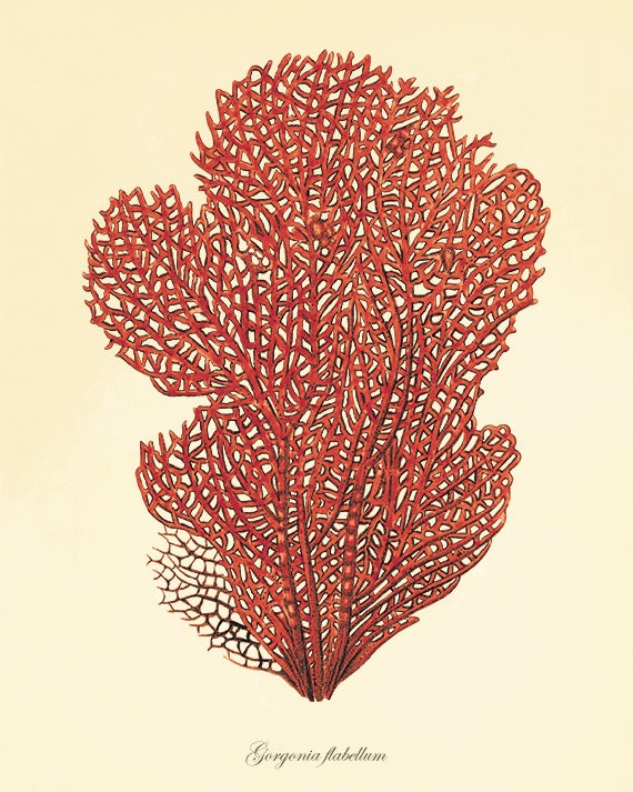 Red Sea Coral art print Vintage sea art print old prints
