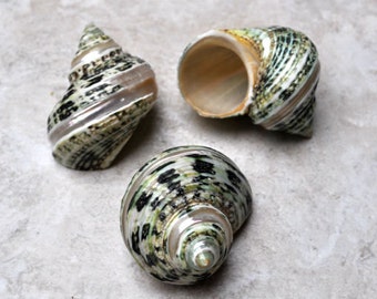 Green Silver Mouth Turbo w/Pearlized Stripe (2 pcs.) - (2") - Turbo Argyrostoma