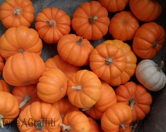 Mini Pumpkins