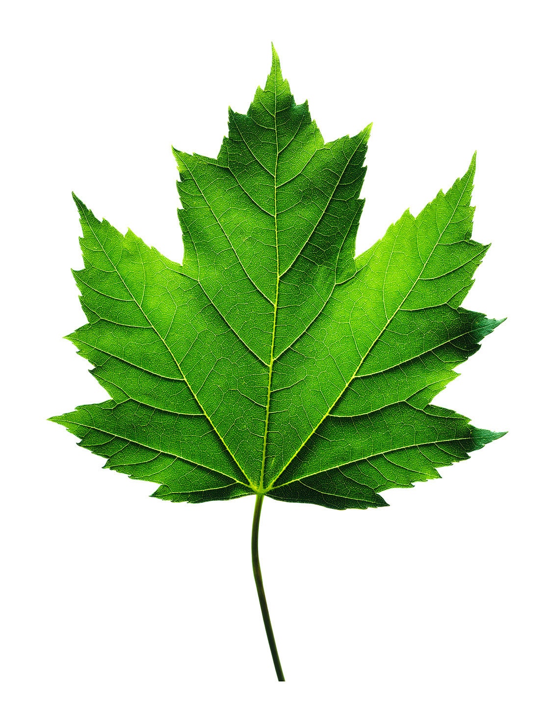 sugar maple leaf shape