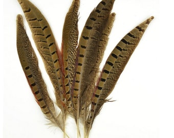 Natural Ringneck Pheasant Feathers 6 Count, Pheasant Bird Feathers For Crafting Projects, Floral Decoration Or Home Decoration, Fun Cat Play