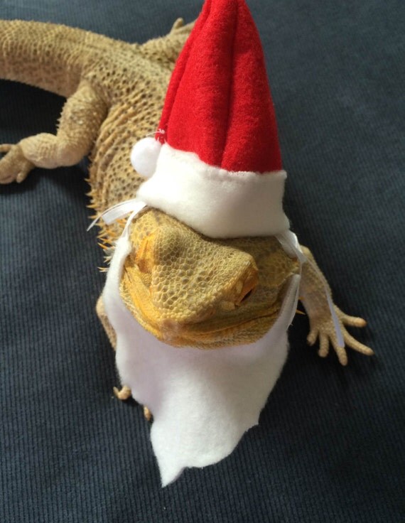 bearded dragon christmas outfits
