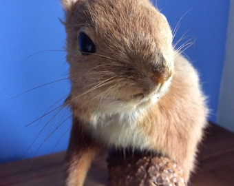 Beautiful Vintage European Red Squirrel taxidermy - REDUCED from 110e to 90e