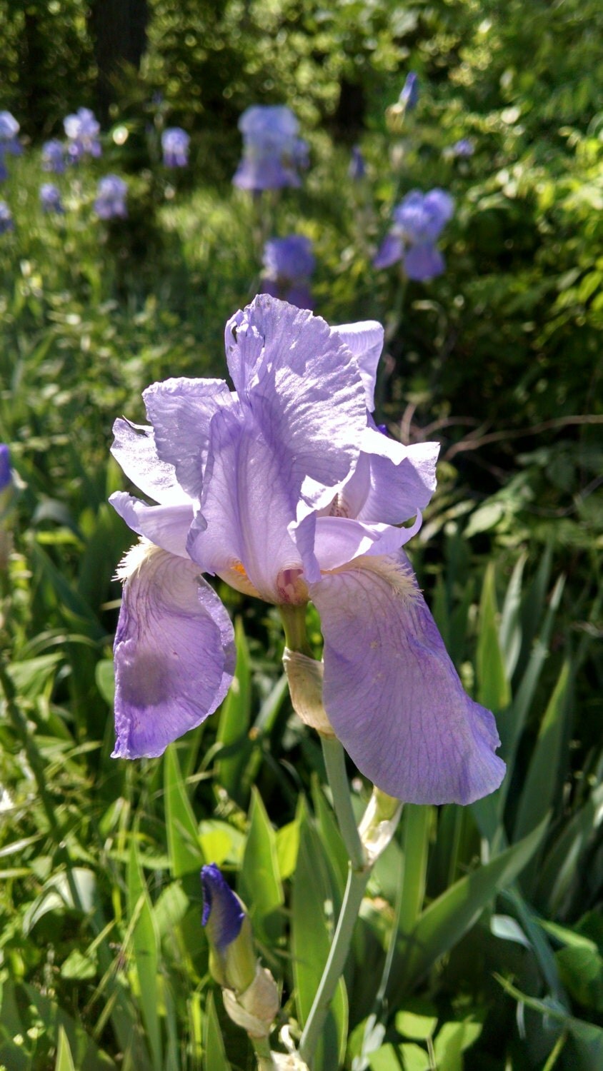 6 SIX half dozen Heirloom Vintage Iris Tubers/bulbs