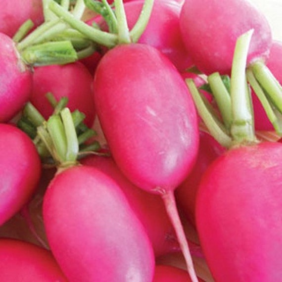 Radish Pink Lady Slipper Vegetable Seeds Raphanus sativus