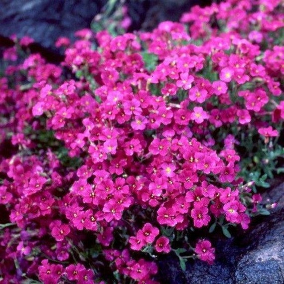 50 Red Rockcress Cascading Flower Seeds Under by UnderTheSunSeeds