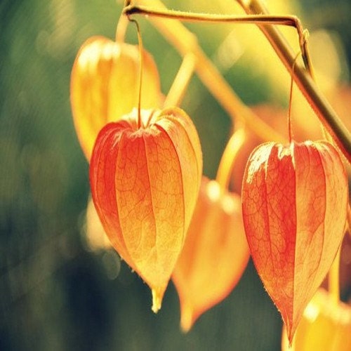 Chinese Lantern Seeds Physalis Alkekengi 50Seeds