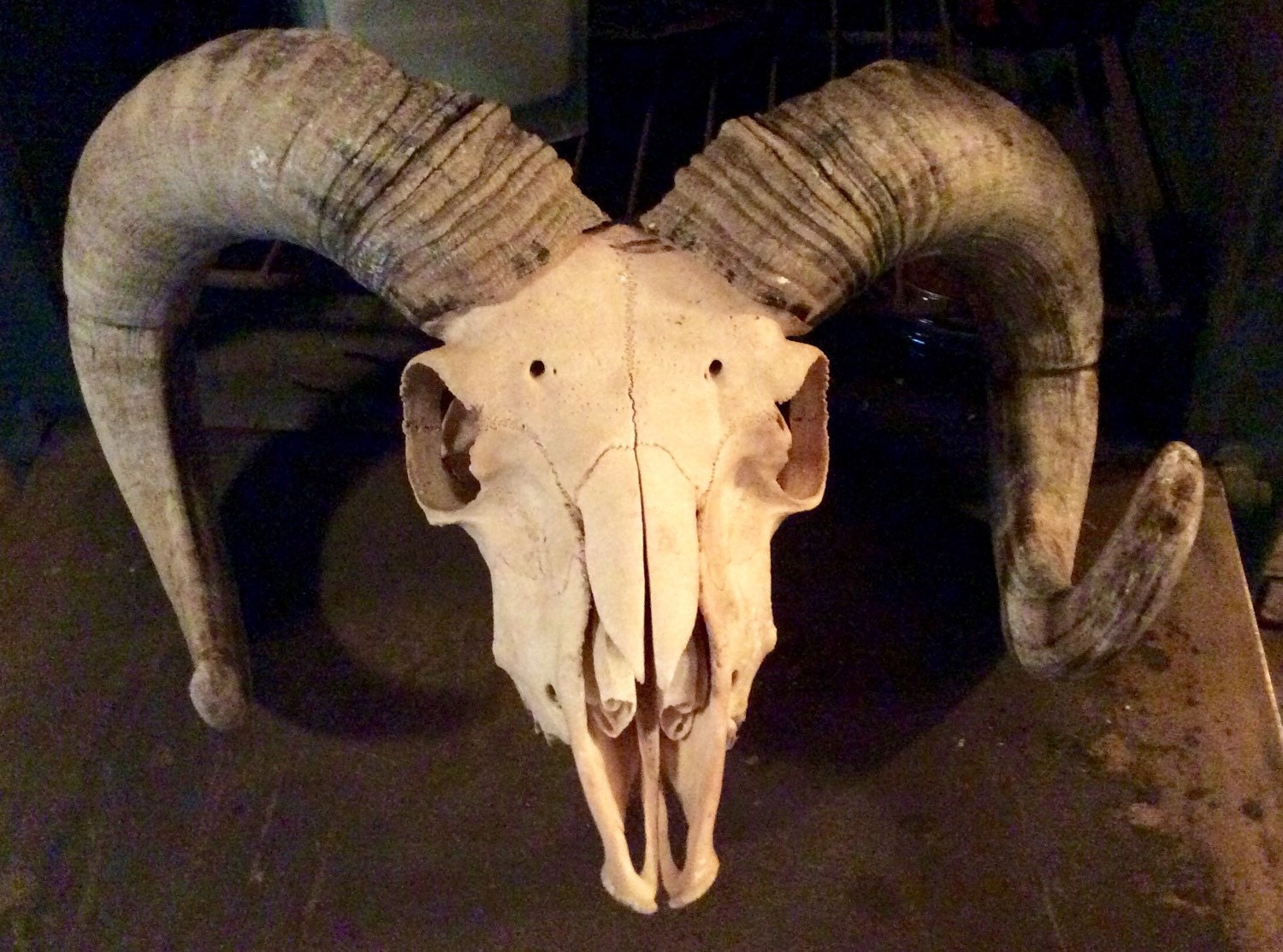 Real Ram Skull curled HORNS taxidermy bone by MuttonButtOddities