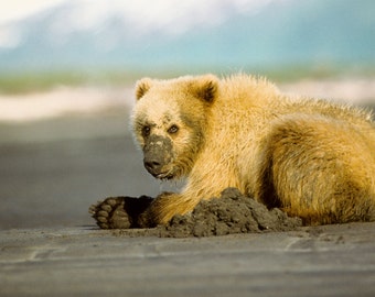 Downey Bear grizzly bear photography by Timothy Treadwell