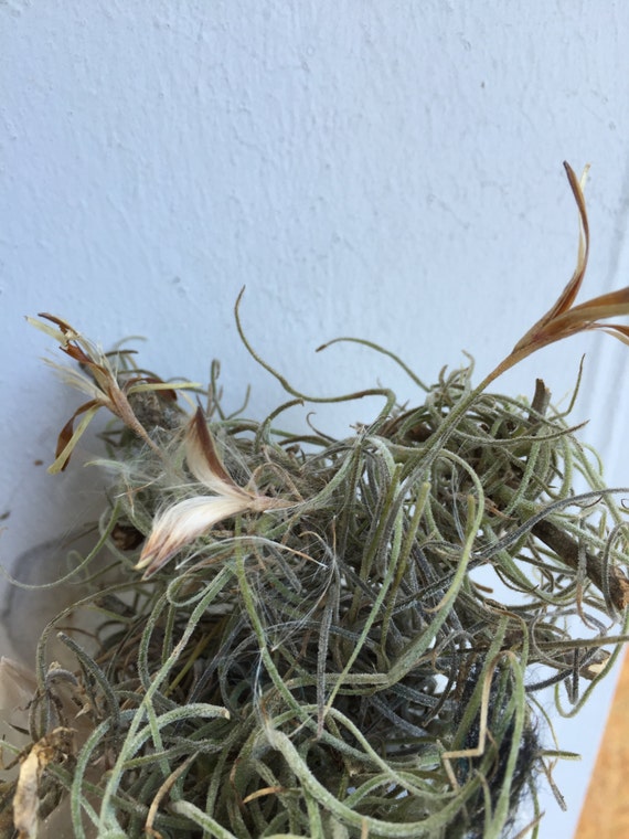 Six Tillandsia plants Florida Air Plants free shipping