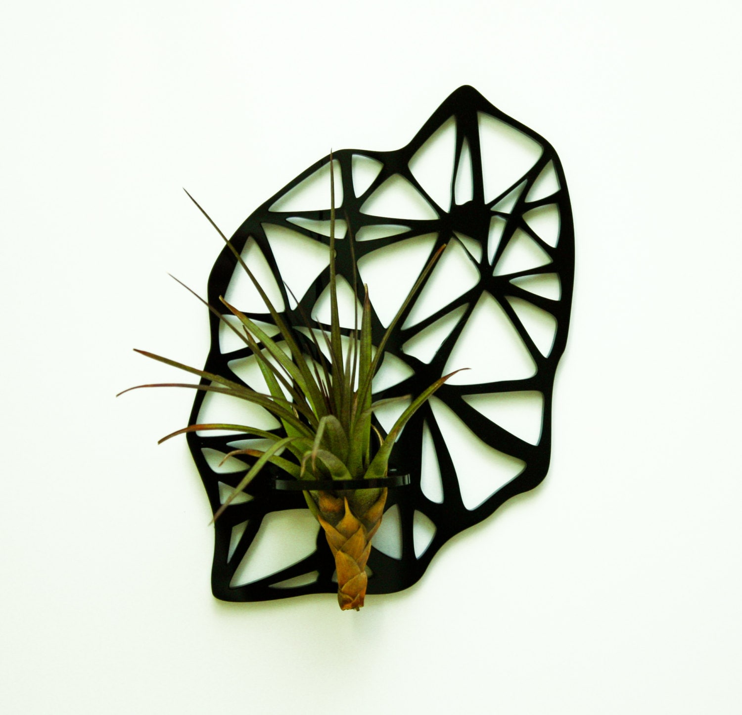 Air Plant Holder. Fridge