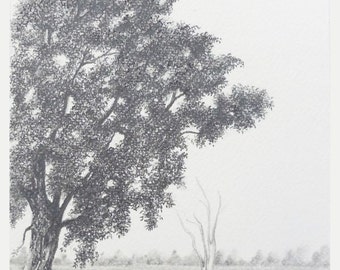 Nutmeg Hickory Tree Pencil Drawing by aakritiarts on Etsy