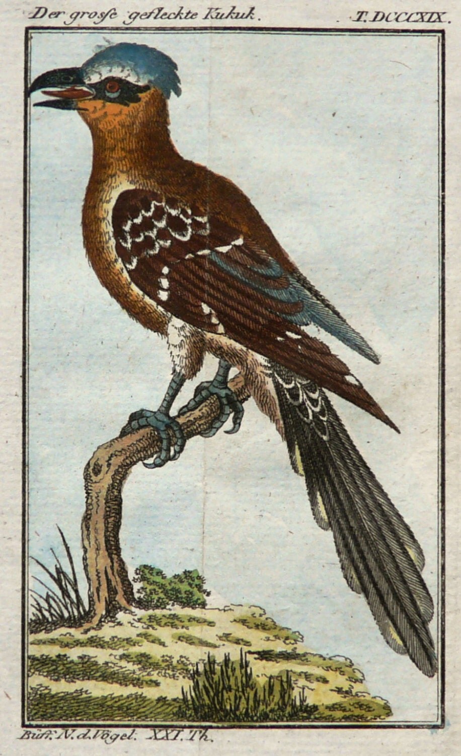 1780 Antique Buffon print of a KUKU BIRD. Exotic birds.