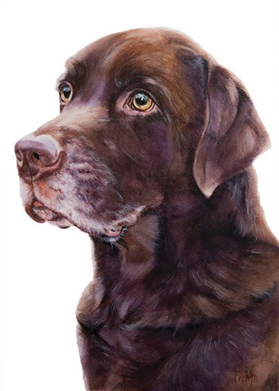 Labrador lab golden retriever hunting dog chocolate dog