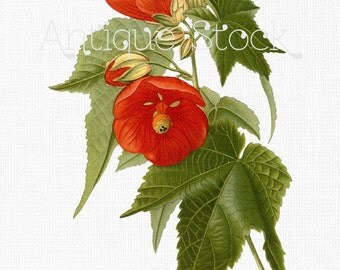 Red Flowers Instant Download - Hybrid Abutilon - Antique Botanical Illustration for Prints, Decoupage, Collages, Invitations, Cards...