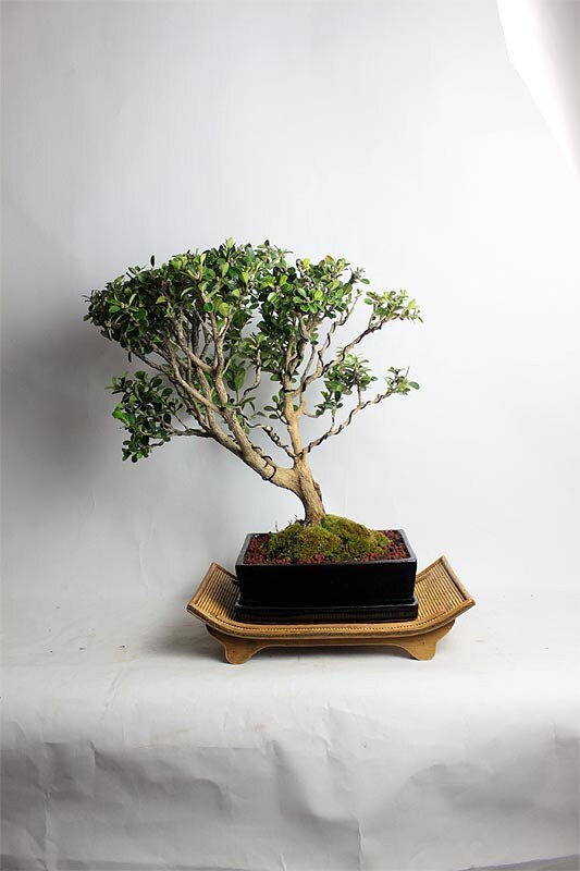 Japanese Boxwood Bonsai Tree Spring Shohin