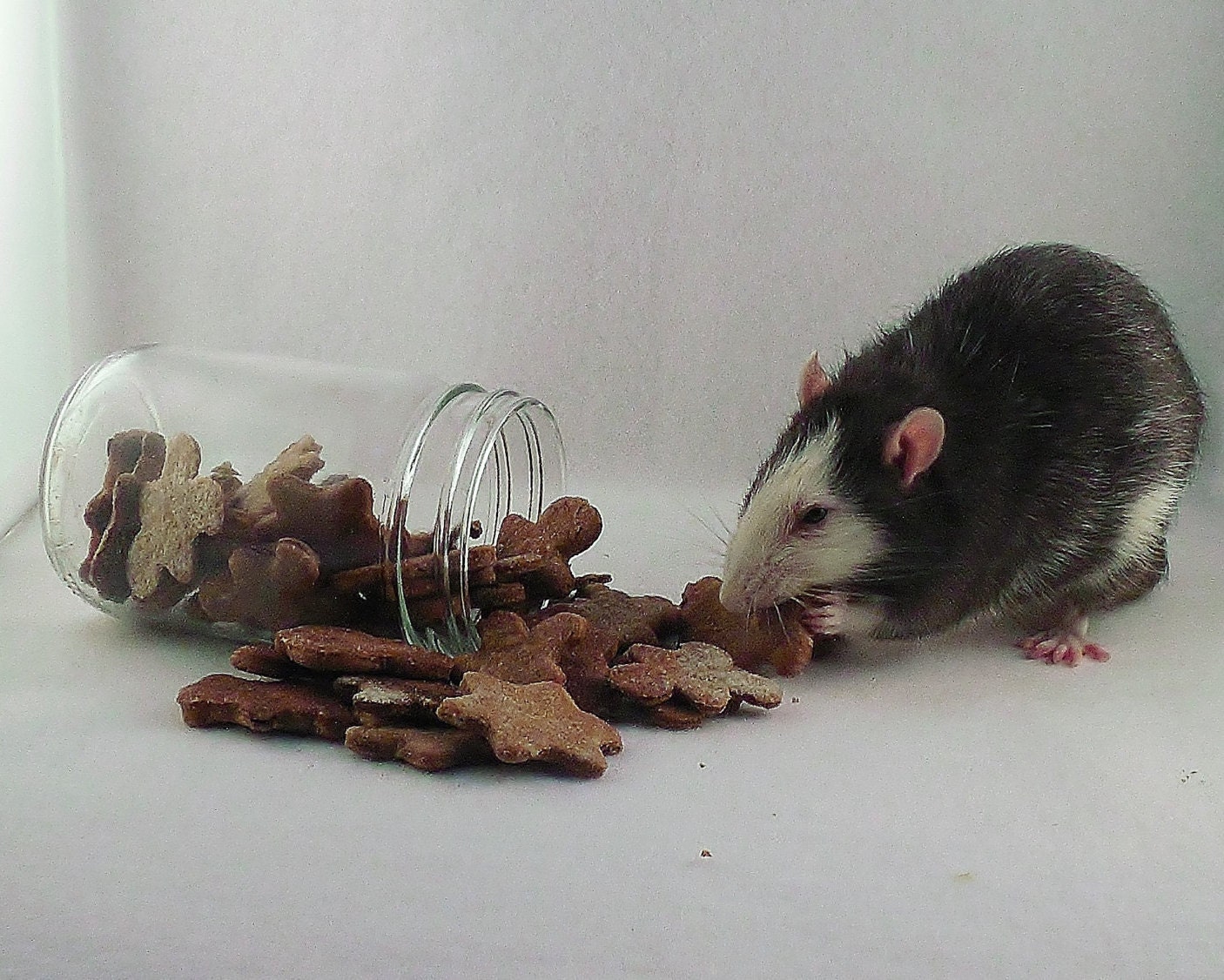 Pet Rat Treats Homemade Biscuit Cookie by FortheLoveofaRat