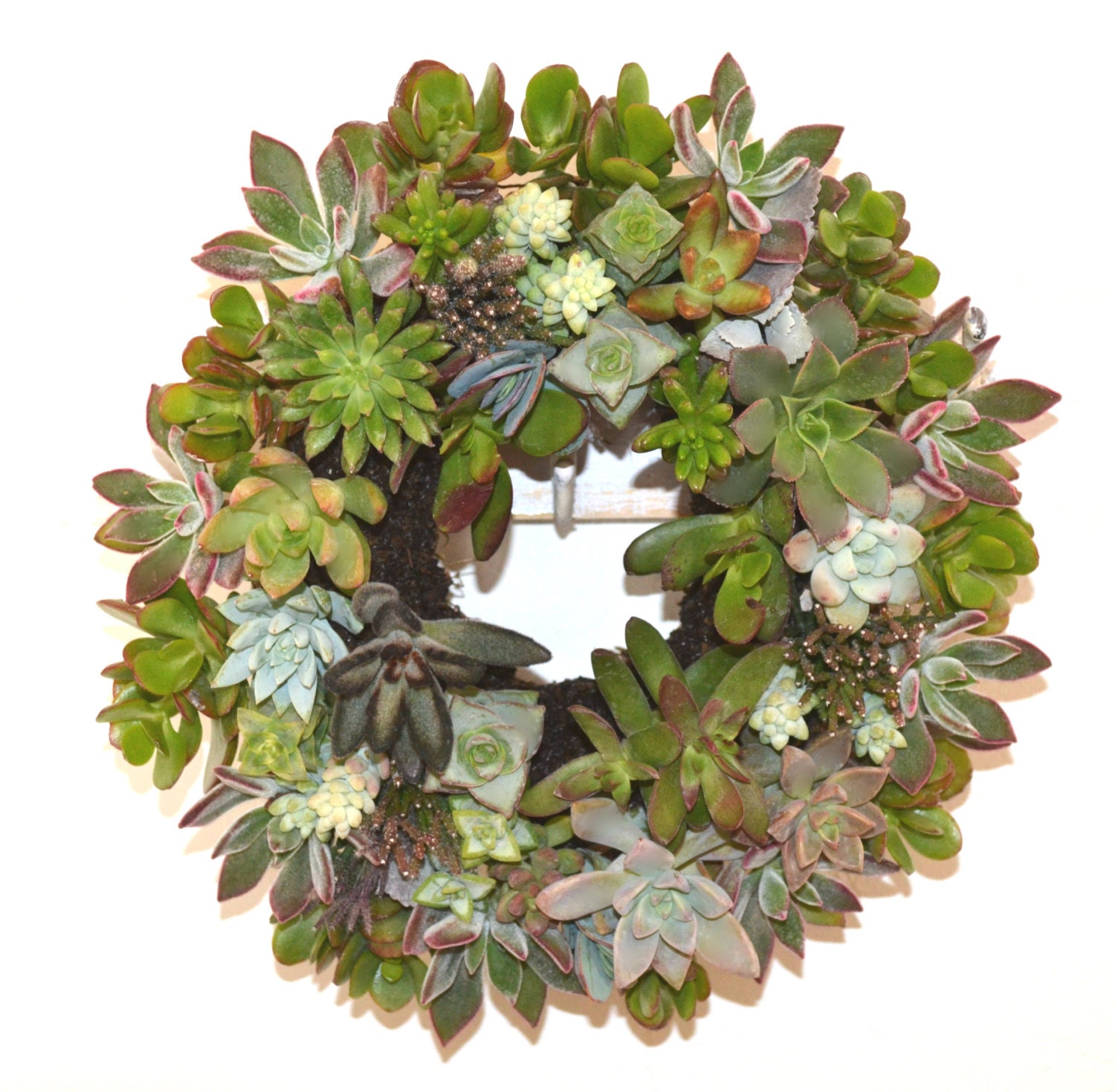 Living Succulent Wreath by PLANTMADRE on Etsy
