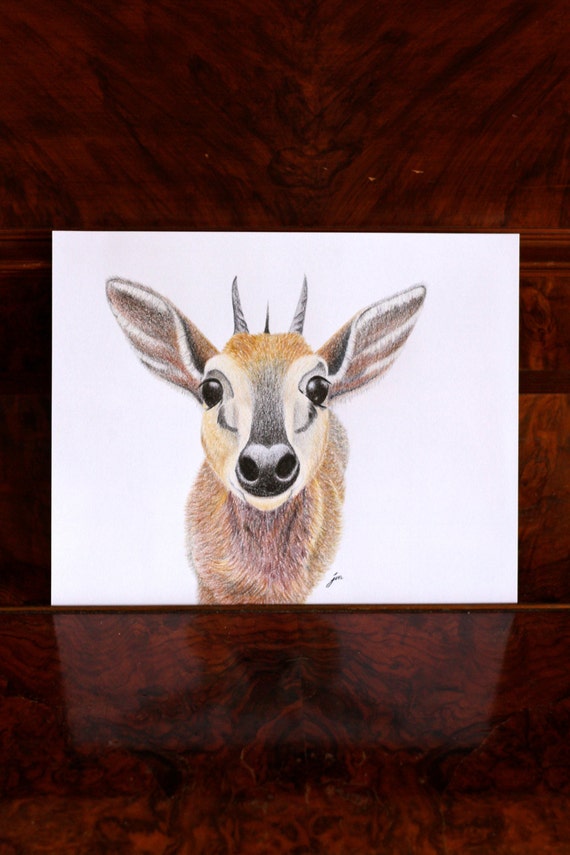 Antelope Drawing Fine Art Pencil Animal Drawing by 