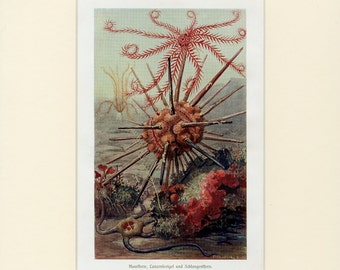 Vintage Starfish Art Print, C.1900 Antique Lithograph - Marine Life, Ocean, Under the Sea - Wall Art, Home Decor, Gift Idea - Matted 11x14
