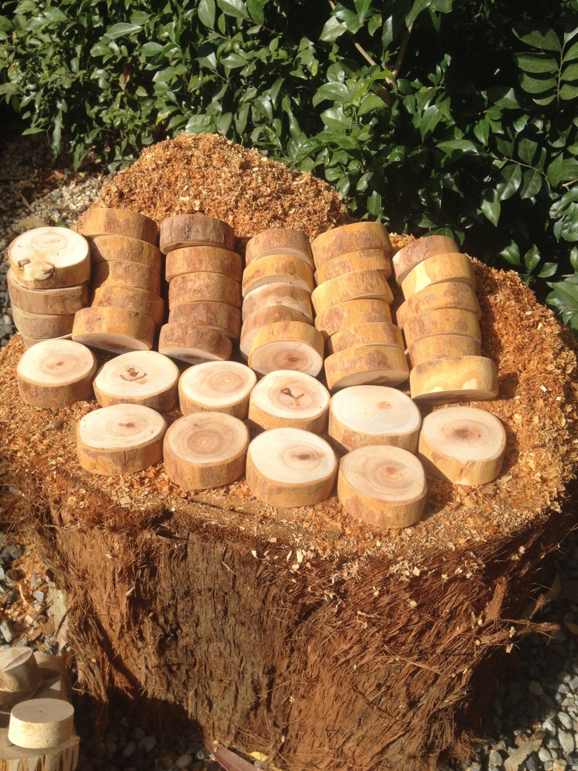 Natural Wooden Tree Cookies