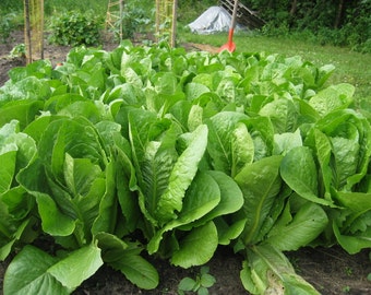 Romaine Lettuce - 100 seeds (Organic/non-GMO)