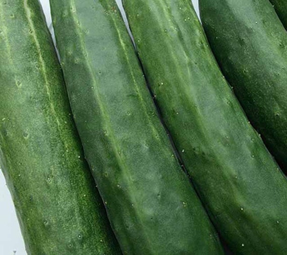 Cucumber 100 Seeds Long Green Improved Cucumis Sativus