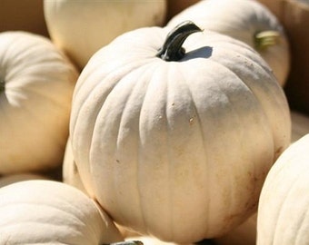 25 Seeds Lumina Pumpkin Seeds WHITE PUMPKIN