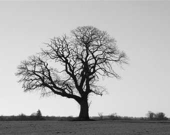 Winter Solstice Tree taken in France - one of the many Chestnut trees in our area.