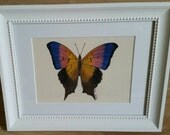 Original framed gouache painting of a butterfly
