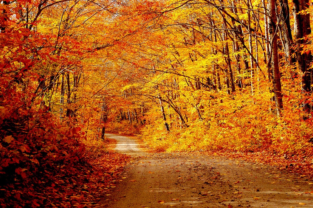 Fall foliage and dirt road Fall scene photo Fall in New