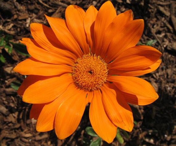 items similar to orange gazania orange gazania print photo print flower items similar to orange gazania orange gazania print photo print flower
