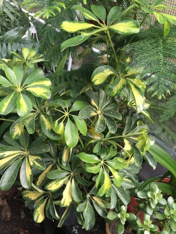 Dwarf Variegated Hawaiian Schefflera Plant 2 by PlantsandGifts