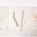 RESERVED Antique Seaweed Copperplate Engraving - Sowerby, 1800s