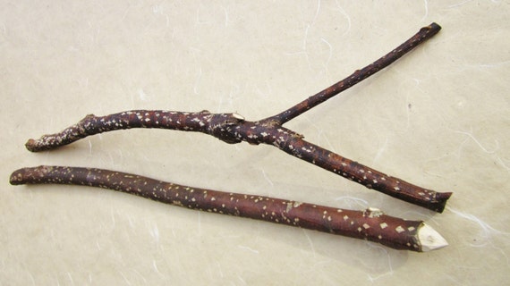 Two Holly Wood Sticks Sacred Wood Wand Wood Forked Stick