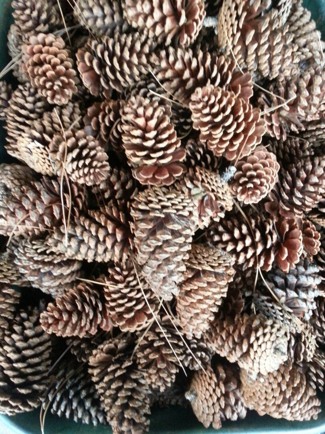 Bulk Georgia pine cones large pine conesmedium pine cones